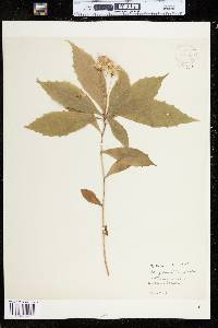 Oclemena acuminata image