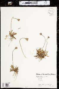 Hieracium pilosella image