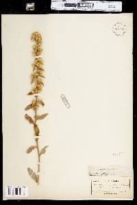 Solidago squarrosa image