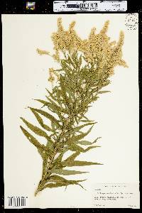 Solidago canadensis image