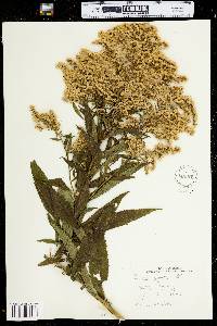 Solidago gigantea image