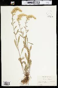 Solidago nemoralis image