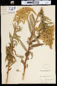 Solidago gigantea image