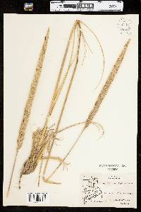 Ammophila breviligulata ssp. breviligulata image