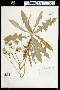 Sonchus arvensis image