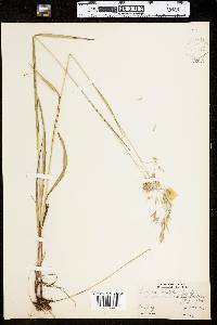 Bromus ramosus image