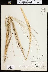 Ammophila breviligulata ssp. breviligulata image