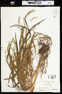 Bromus ciliatus image