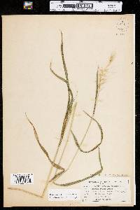 Elymus hystrix var. hystrix image