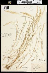 Agrostis stolonifera image