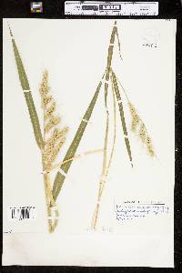 Echinochloa crus-galli image