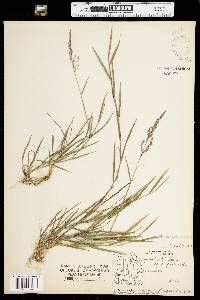 Agrostis stolonifera image