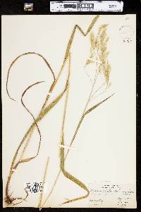 Bromus ramosus image