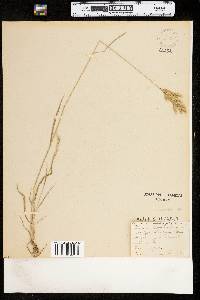 Bromus hordeaceus ssp. hordeaceus image