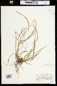 Elymus hystrix var. hystrix image