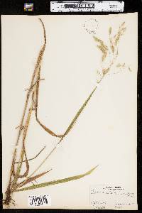 Bromus ramosus image