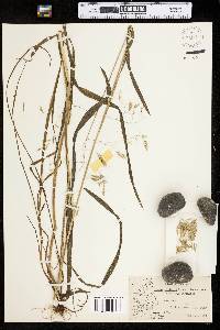 Bromus ramosus image