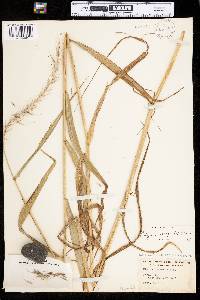 Elymus wiegandii image