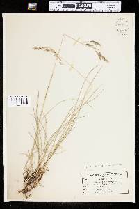 Festuca ovina image