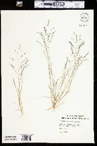 Eragrostis pectinacea var. pectinacea image