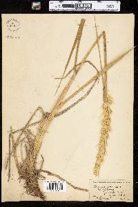 Leymus mollis ssp. mollis image