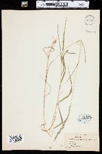 Muhlenbergia mexicana image