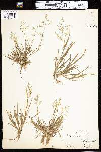 Poa annua image