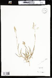 Poa annua image