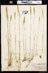 Trisetum spicatum image