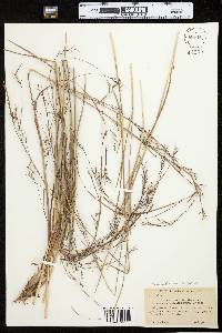 Schizachyrium scoparium var. scoparium image