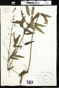 Desmodium paniculatum image