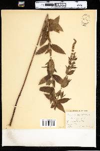 Mentha spicata subsp. spicata image