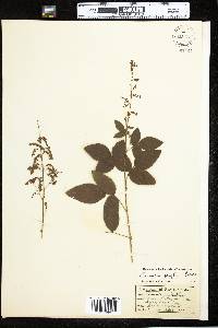 Desmodium perplexum image