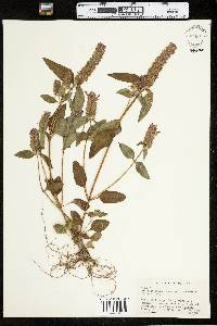 Prunella vulgaris ssp. lanceolata image
