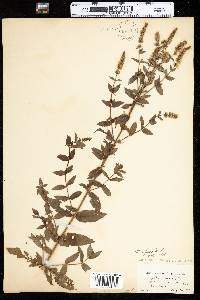 Mentha spicata subsp. spicata image