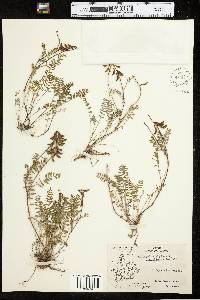 Astragalus alpinus var. brunetianus image