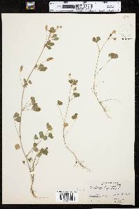 Medicago lupulina image