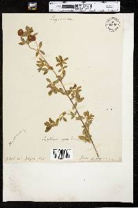 Trifolium aureum image