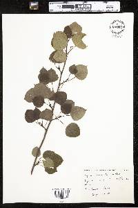 Populus tremuloides image