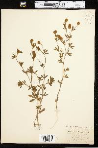 Trifolium arvense image