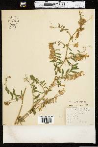 Vicia villosa ssp. villosa image