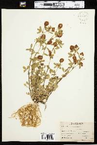 Trifolium aureum image