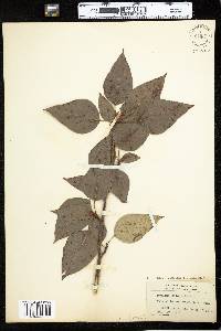Populus balsamifera ssp. balsamifera image