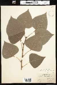 Populus deltoides image