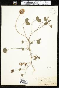 Trifolium repens image