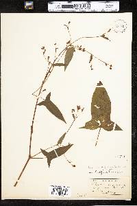 Polygonum arifolium image