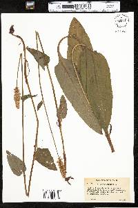 Bistorta officinalis image