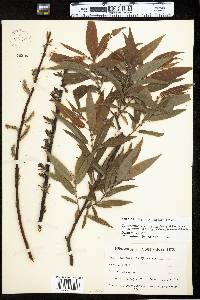 Salix eriocephala image