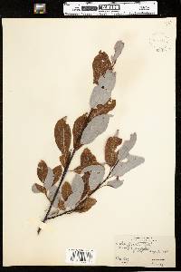 Salix discolor image