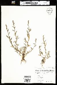 Polygonum aviculare ssp. neglectum image